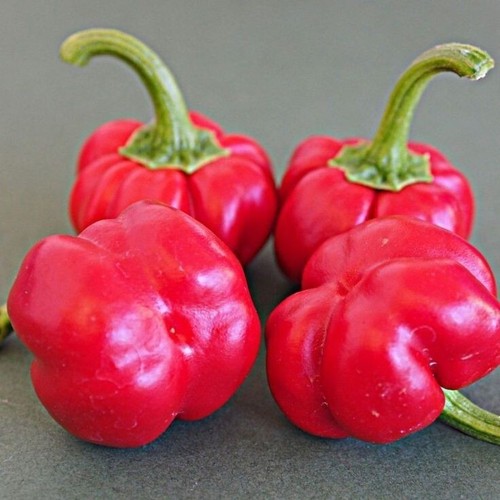 Chili red pumpkin habanero - red,