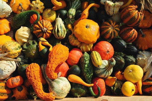Varietà miste zucca per - miste,