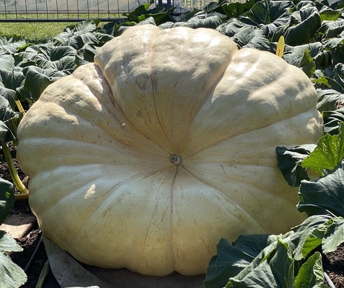 Semi atlantic giant zucca - semi,