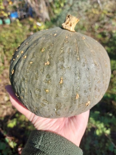 Hokkaido zucca blue kuri - hokkaido,