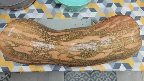 Zucca bambina gigante dal - zucca,
