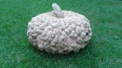 Galeux eysines zucca pumpkin - d'eysines,