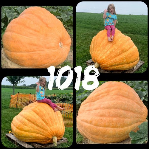 Semi zucca gigante atlantic - zucca,