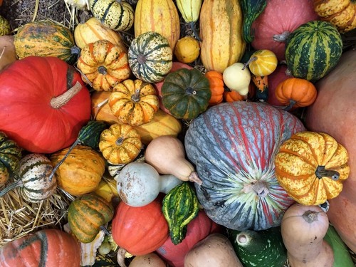 Miscela zucca pumpkin - di,