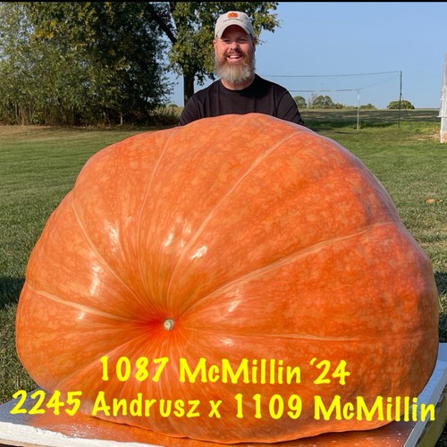 Semi zucca gigante - di,